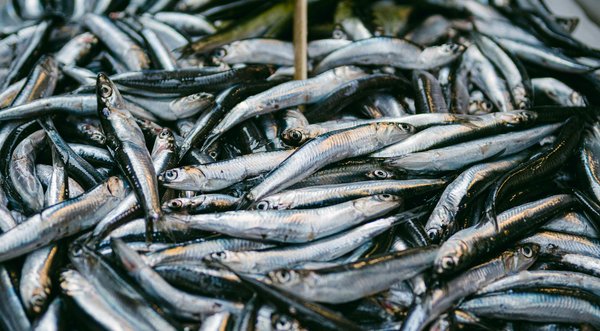 Découvrez High Society: avis sur leurs produits