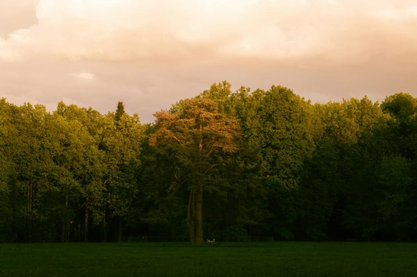Découvrez les bienfaits d'un naturopathe à niort pour votre santé